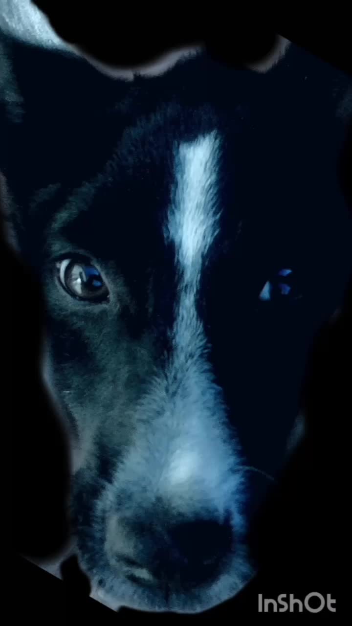 سگ اشپیدز ماده|سگ|گنبد کاووس, |دیوار