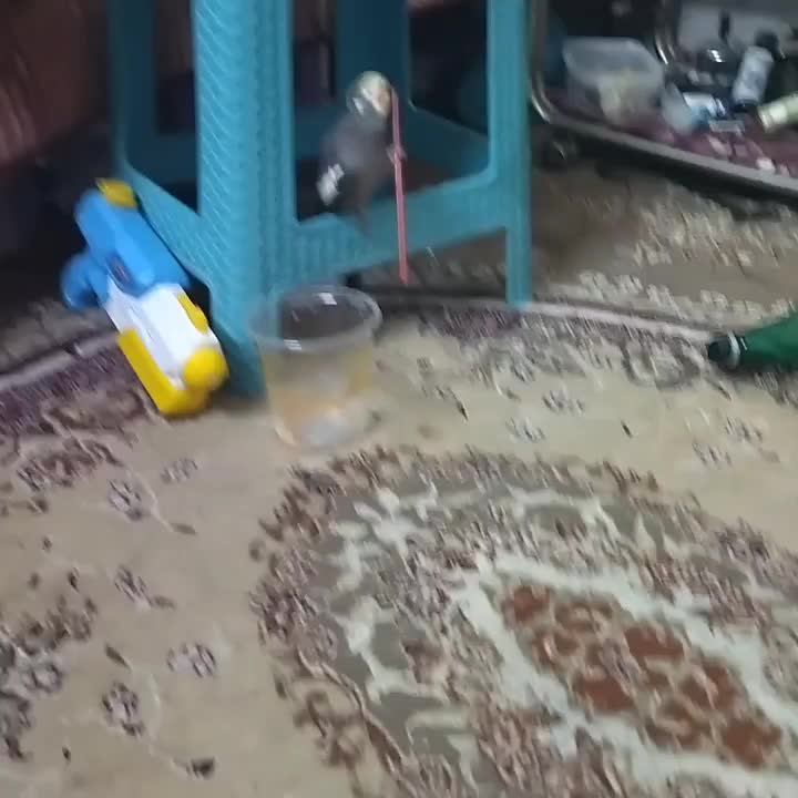 عروس هلندی دستی و سخن گو|پرنده|اهواز, بیست متری شهرداری|دیوار