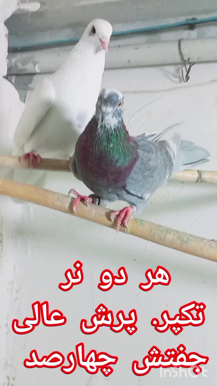 جفت تکپر نر و ریش ماده|پرنده|گنبد کاووس, |دیوار