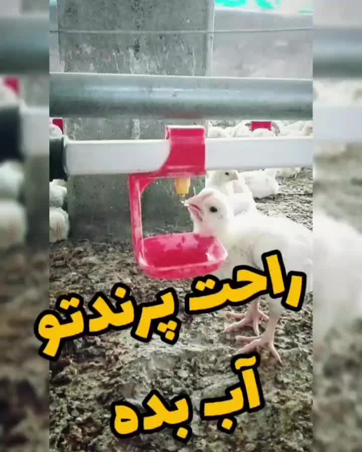 آبخوری نیپل مرغ بلدرچین جوجه جادونی جاآبی دانخوری|لوازم جانبی حیوانات|اصفهان, شهرک کاوه|دیوار