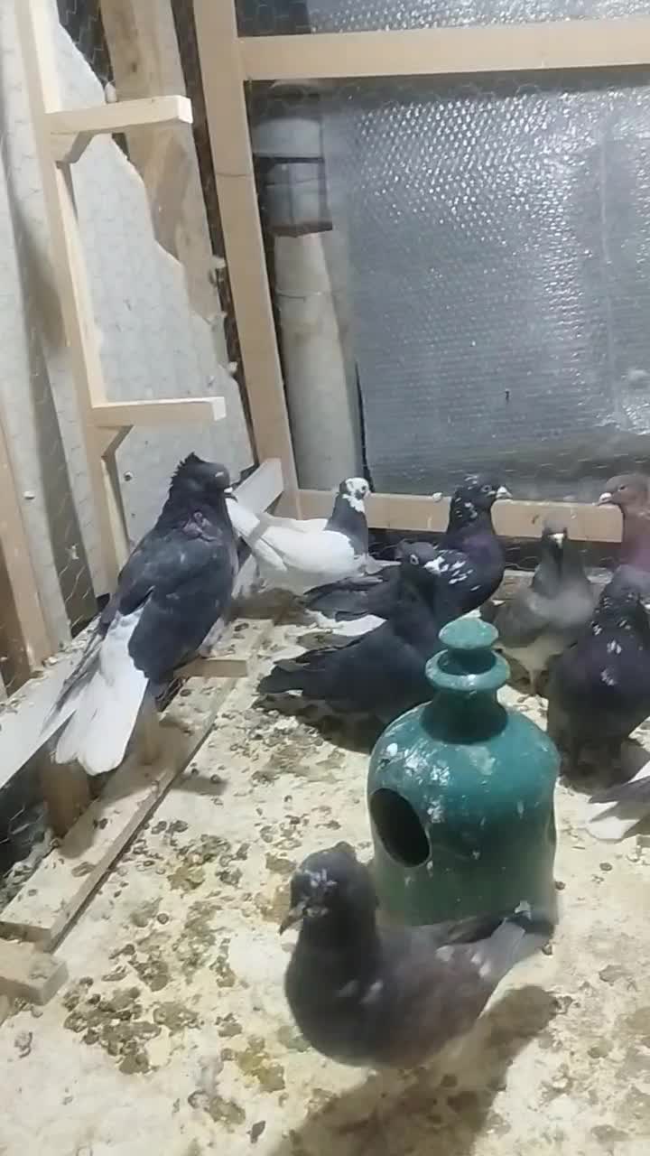 کفتر بهبونی دس اولی|پرنده|شیراز, شهرک مهرگان|دیوار