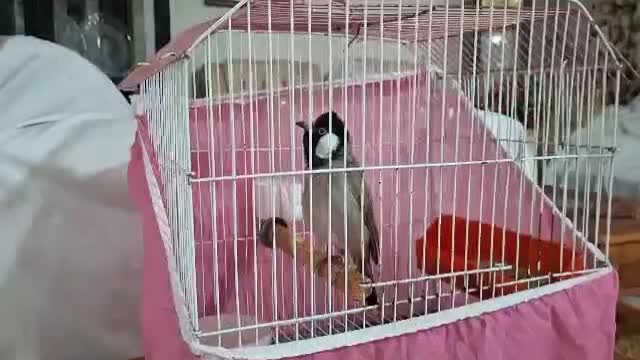 دم زرد|پرنده|اهواز, حصیرآباد|دیوار