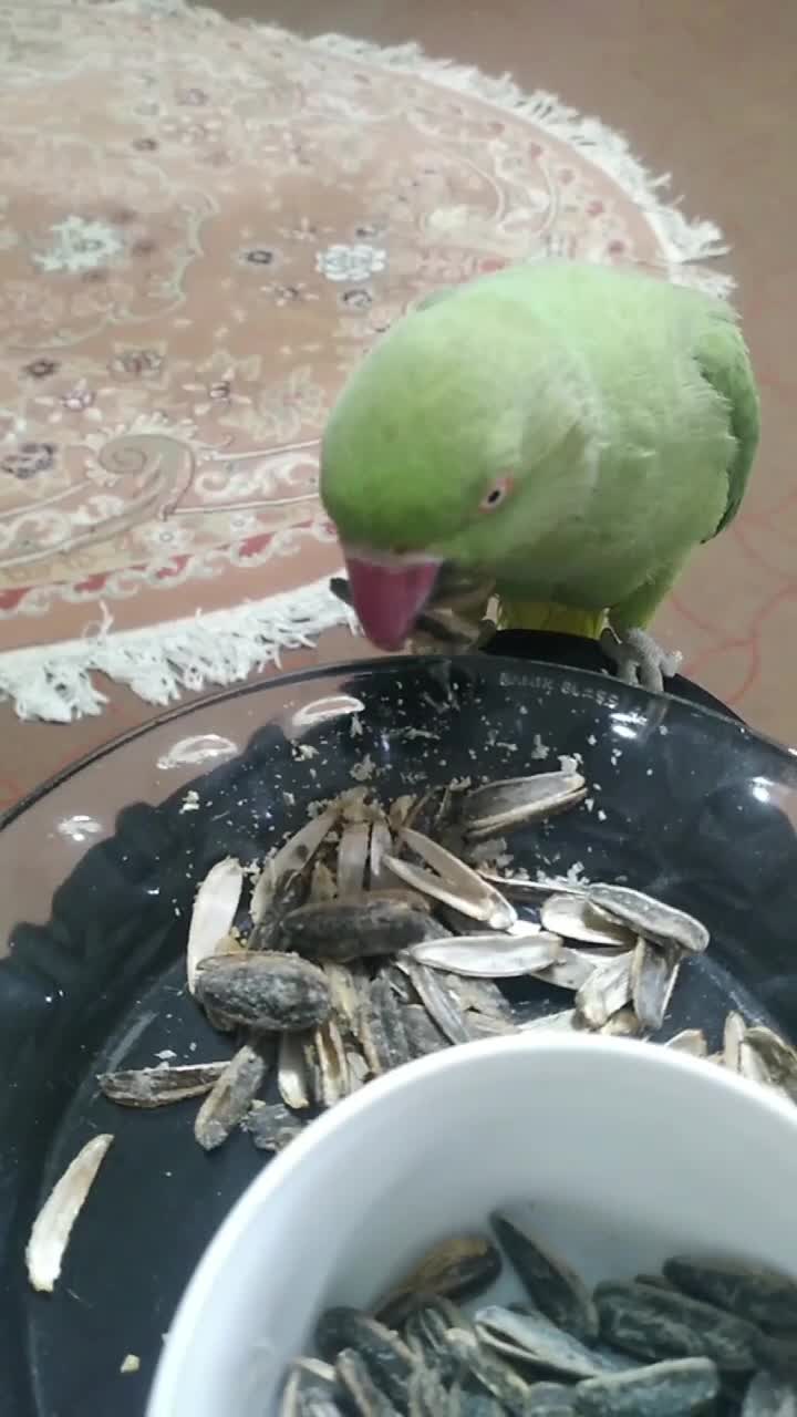 طوطی ملنگو|پرنده|سلماس, |دیوار