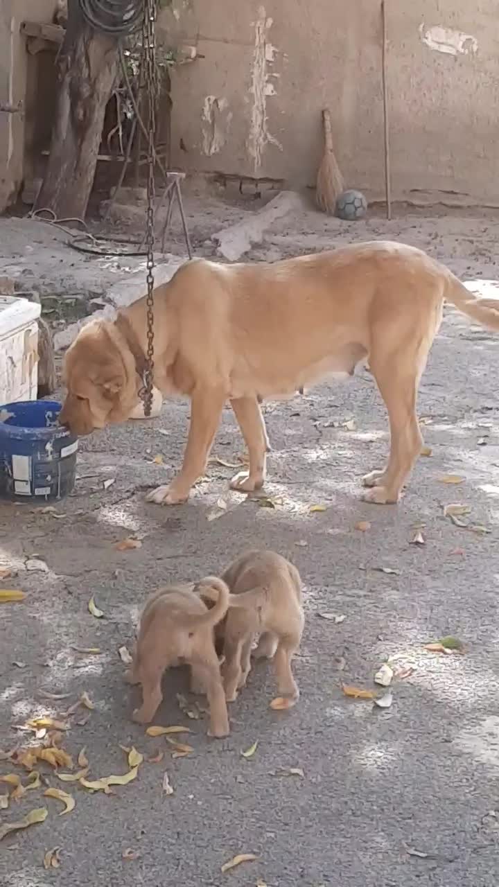 توله سرابی اصیل نرو ماده|سگ|کرج, فاز ۴ مهرشهر|دیوار