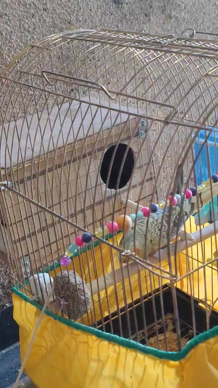 جفت عروس هلندی مولد|پرنده|شوشتر, |دیوار