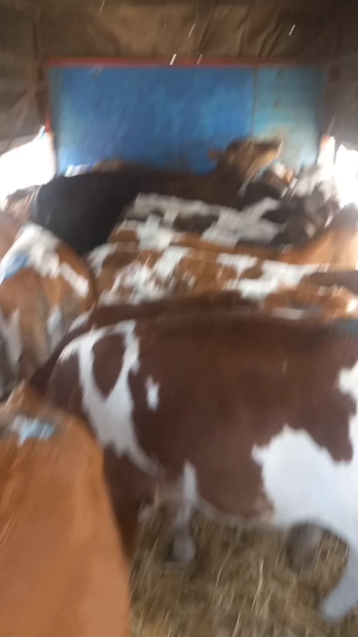 جمع اوری و ارسال گاو و گوساله|حیوانات مزرعه|تویسرکان, |دیوار