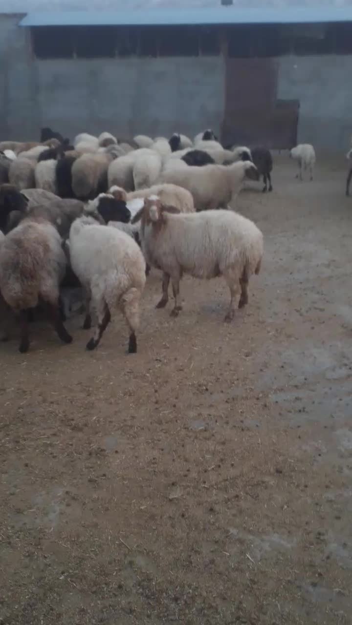 میش ابستن ..گوسفند مایه کرده|حیوانات مزرعه|رومشکان, |دیوار