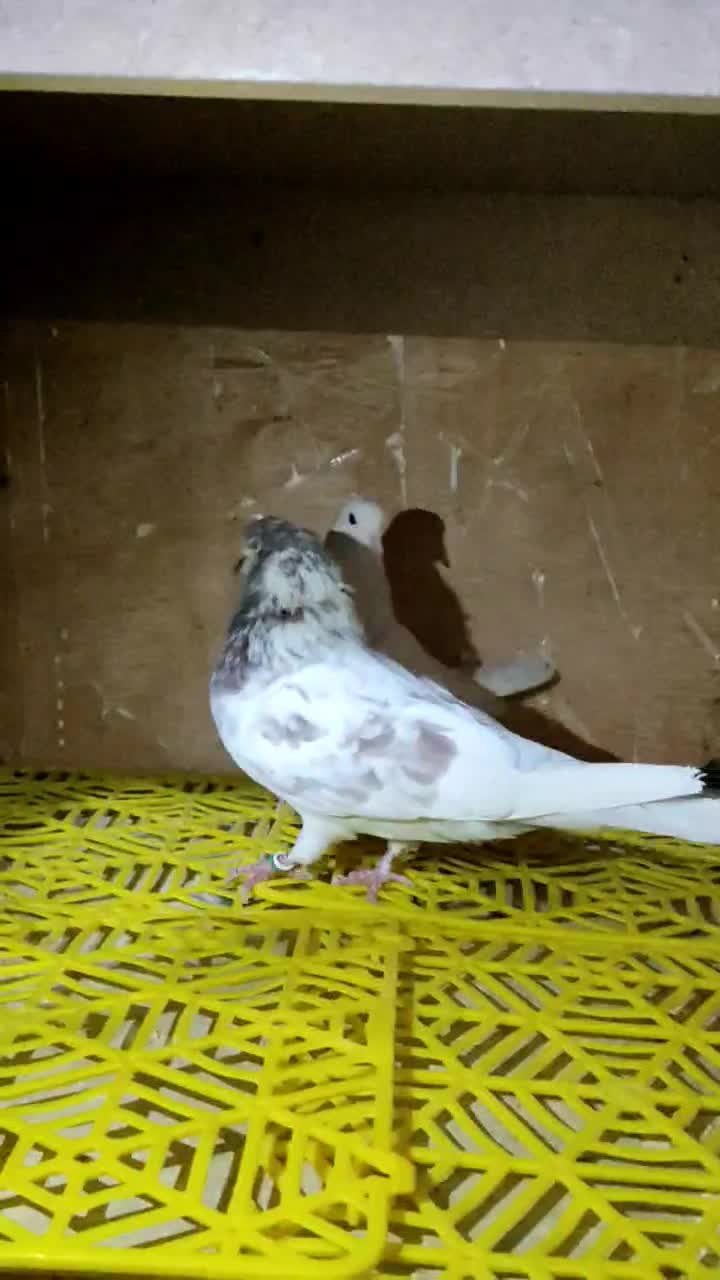 کبوتر. سینه ذغالی. پشت دار. سرخ پرش بالا|پرنده|اصفهان, رهنان|دیوار