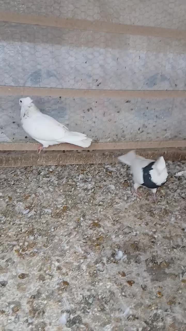 طوقی|پرنده|تهران, خانی‌آباد|دیوار