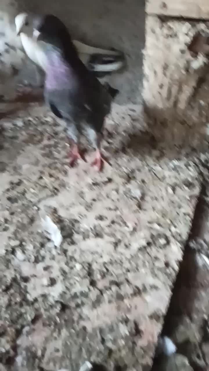 خالـپیس|پرنده|بندرعباس, |دیوار