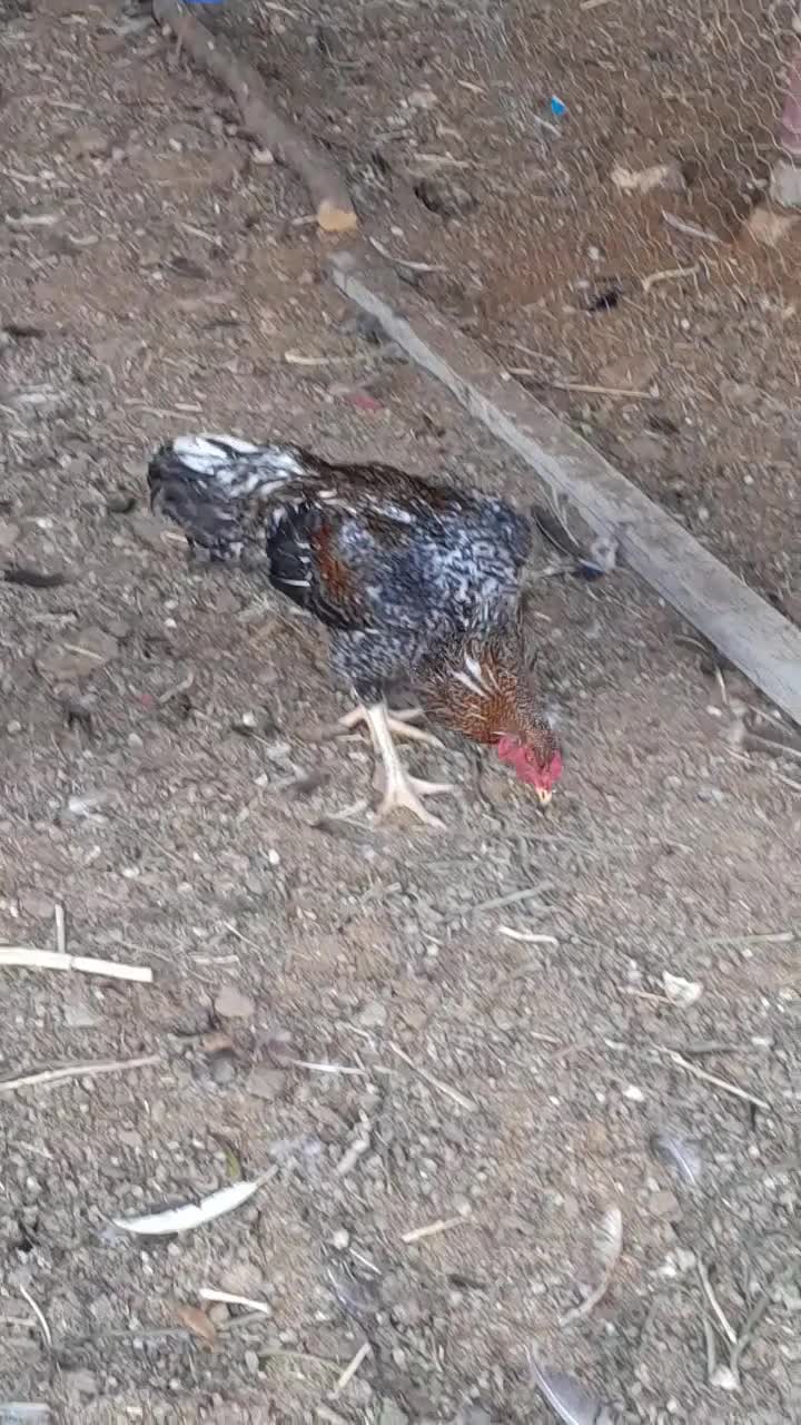 خروس لاری|حیوانات مزرعه|پیشوا, |دیوار