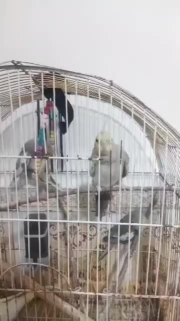 عروس هلندی سخنگو|پرنده|خاش, |دیوار