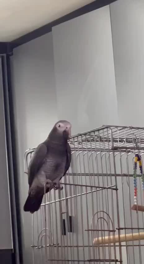 طوطی کاسکو|پرنده|ارومیه, |دیوار