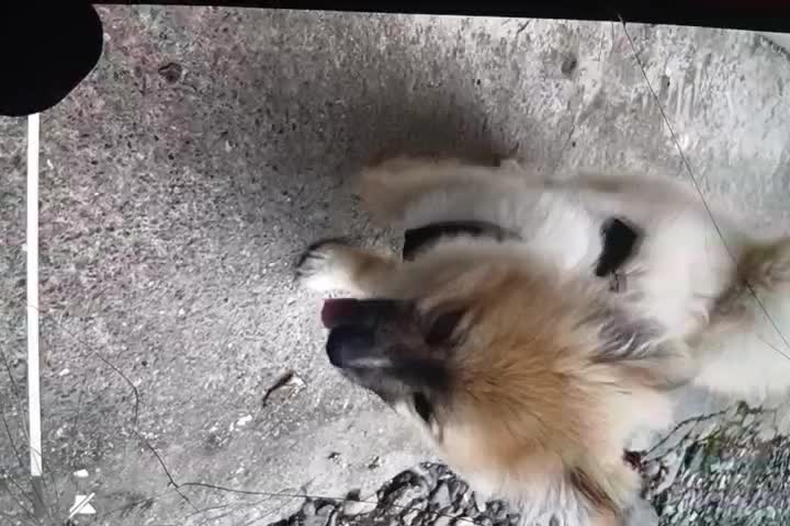 سگ پامر|سگ|سنگر, |دیوار