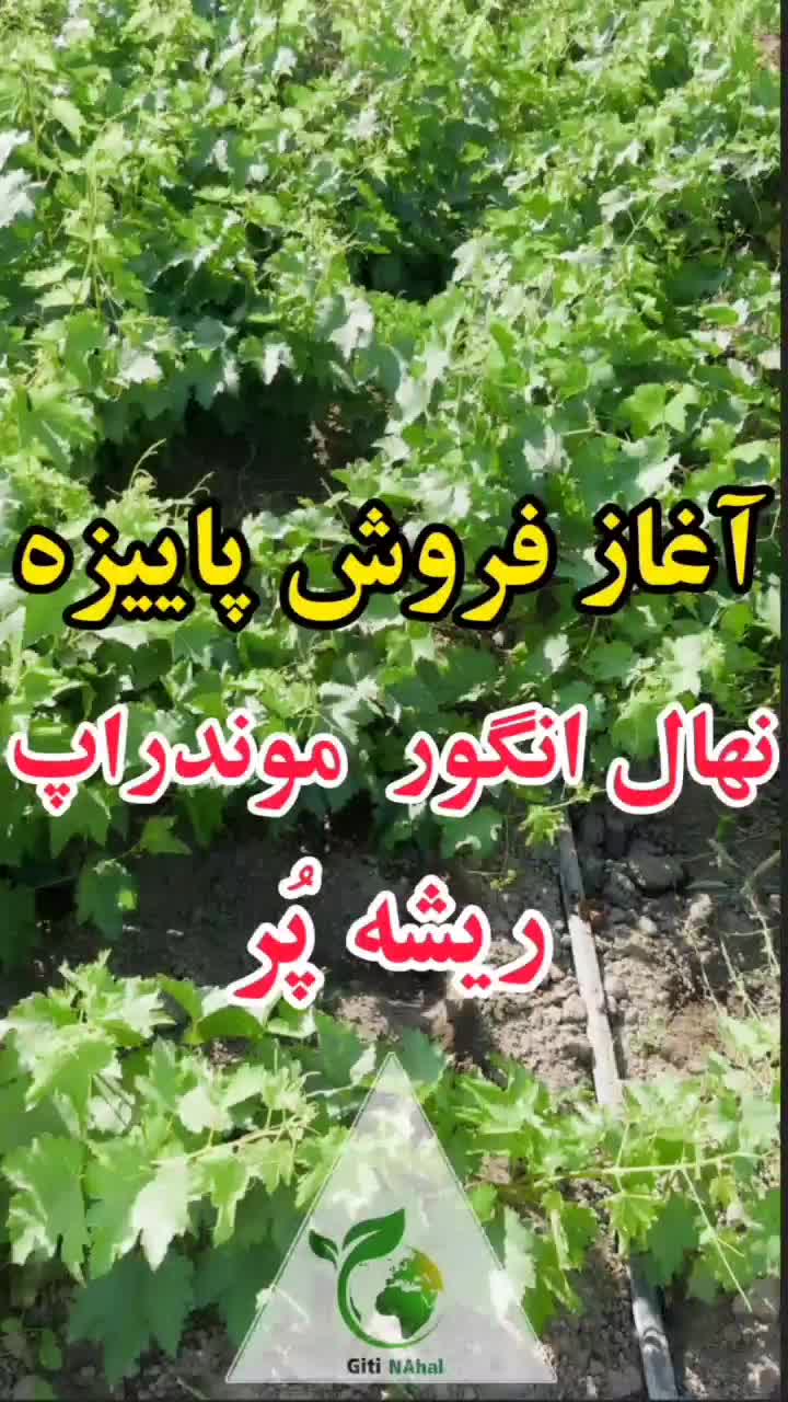 پیش فروش کشت پاییزه نهال اصل انگور موندراپ|خدمات باغبانی و درختکاری|اصفهان, ارغوانیه|دیوار