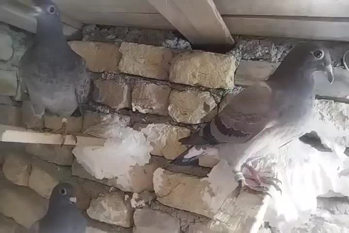 جوجه پلاکی|پرنده|چناران, |دیوار