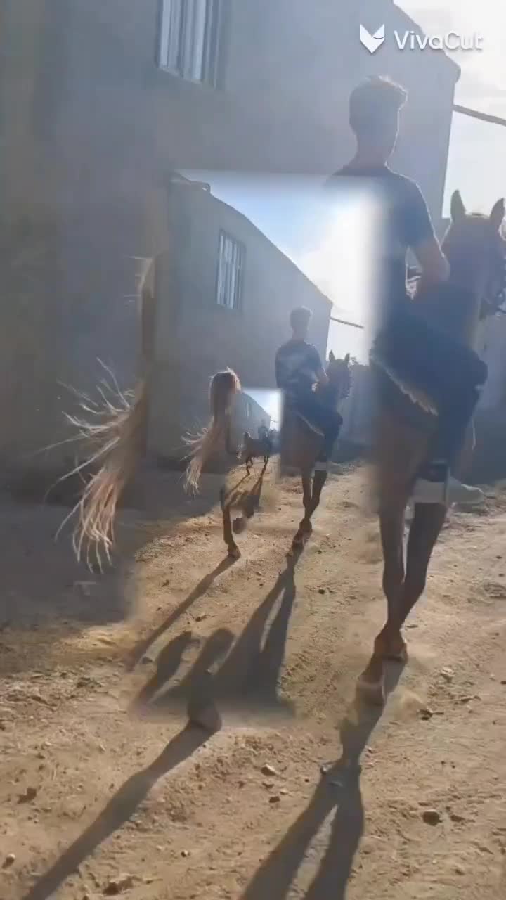 اسب بی نهایت سر و دمگیر|اسب و تجهیزات اسب‌سواری|گلپایگان, |دیوار