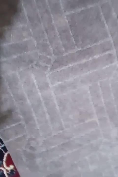 موکت|موکت|کرمانشاه, |دیوار