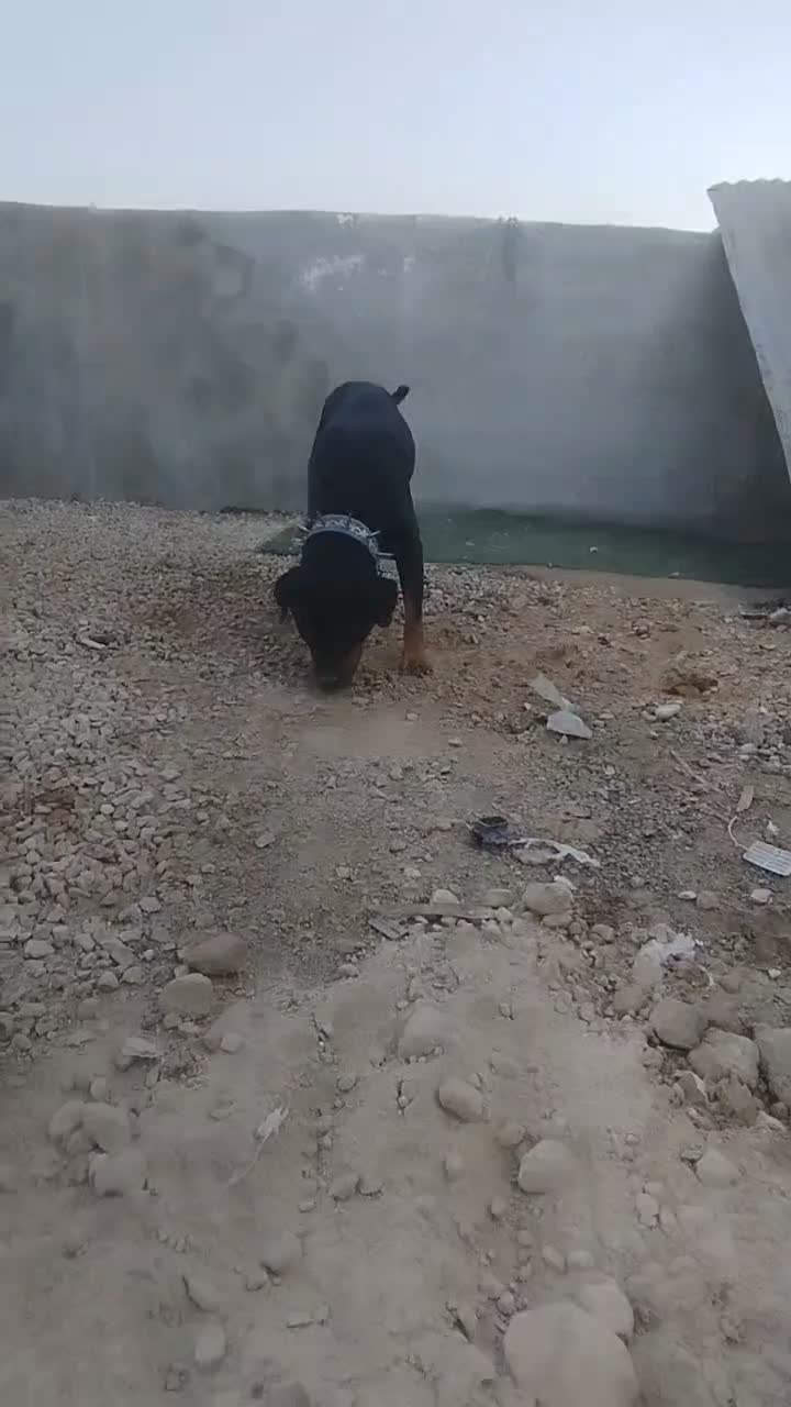 سگ رتفایلر|سگ|شیراز, حومه شیراز|دیوار