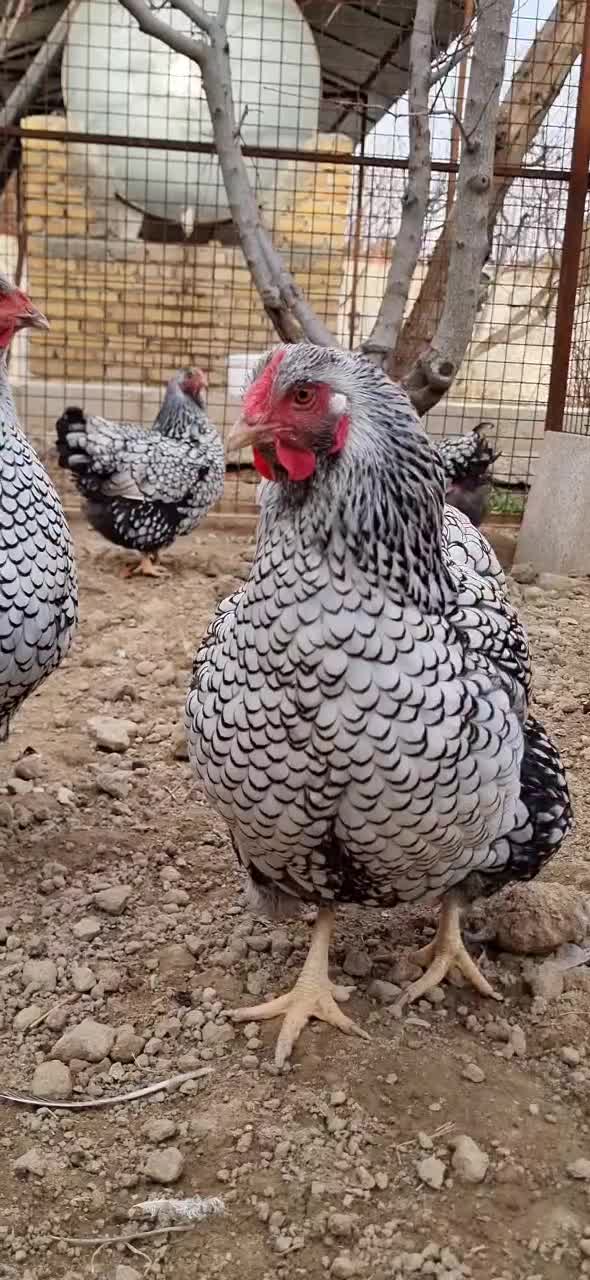 ویاندوت سیلور فقط جوجه|حیوانات مزرعه|تهران, چیتگر جنوبی|دیوار