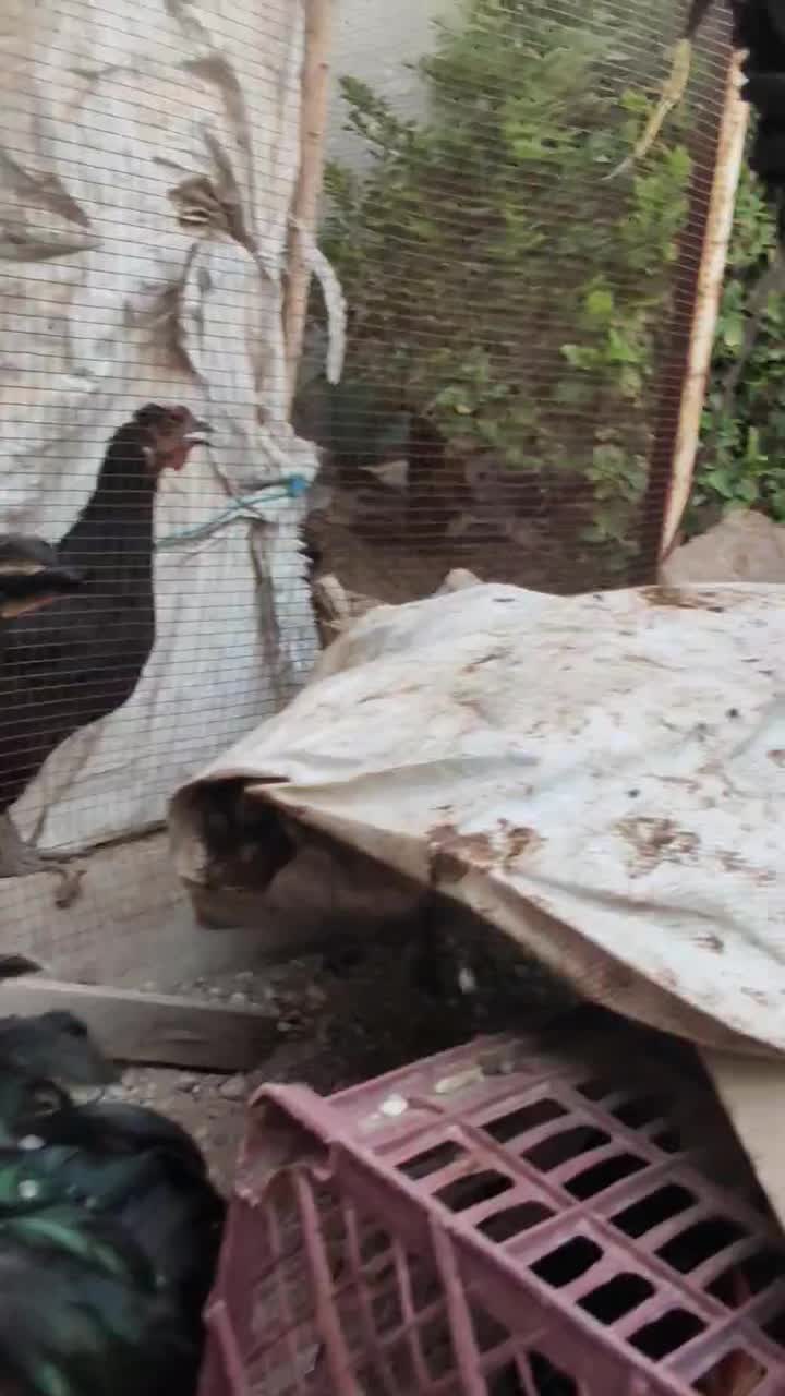 مرغ و خروس محلی ، کوشین و یک جفت لهستانی|حیوانات مزرعه|خورموج, |دیوار