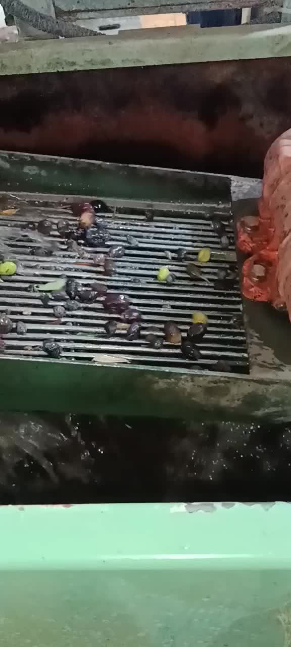 روغن زیتون|خوردنی و آشامیدنی|یاسوج, |دیوار