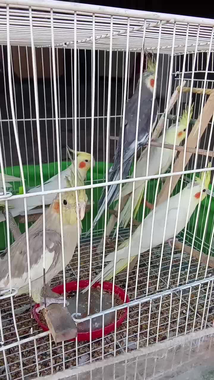 قناری عروس دستی|پرنده|مشهد, نظام دوست|دیوار