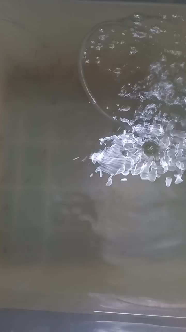 ماهی سیچیلاید|ماهی|قم, نیروگاه|دیوار