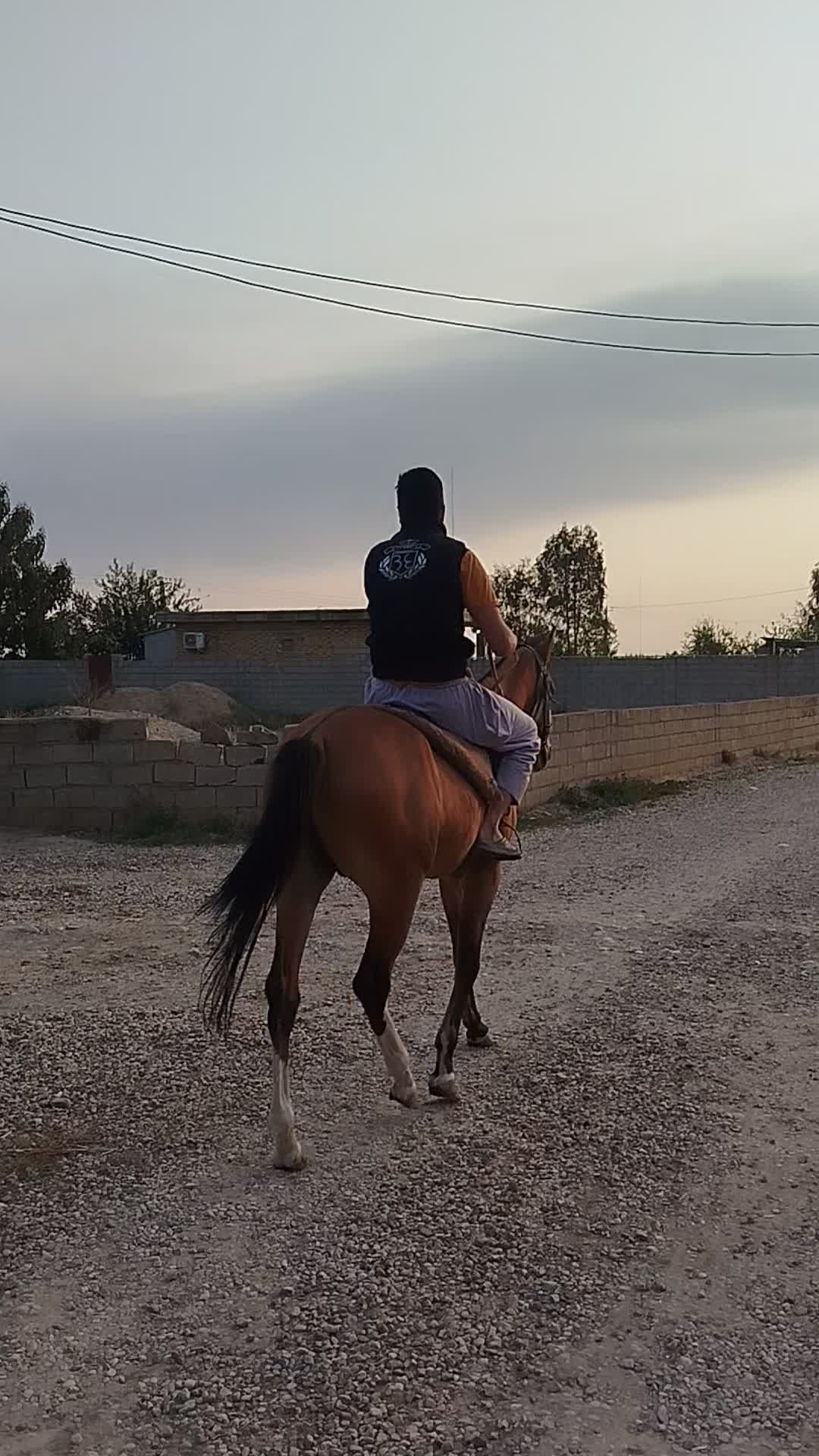 اسب ترکمن کورسی|اسب و تجهیزات اسبسواری|گنبد کاووس, |دیوار