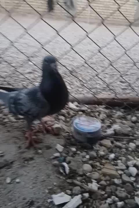 کبوتر|پرنده|طبس, |دیوار