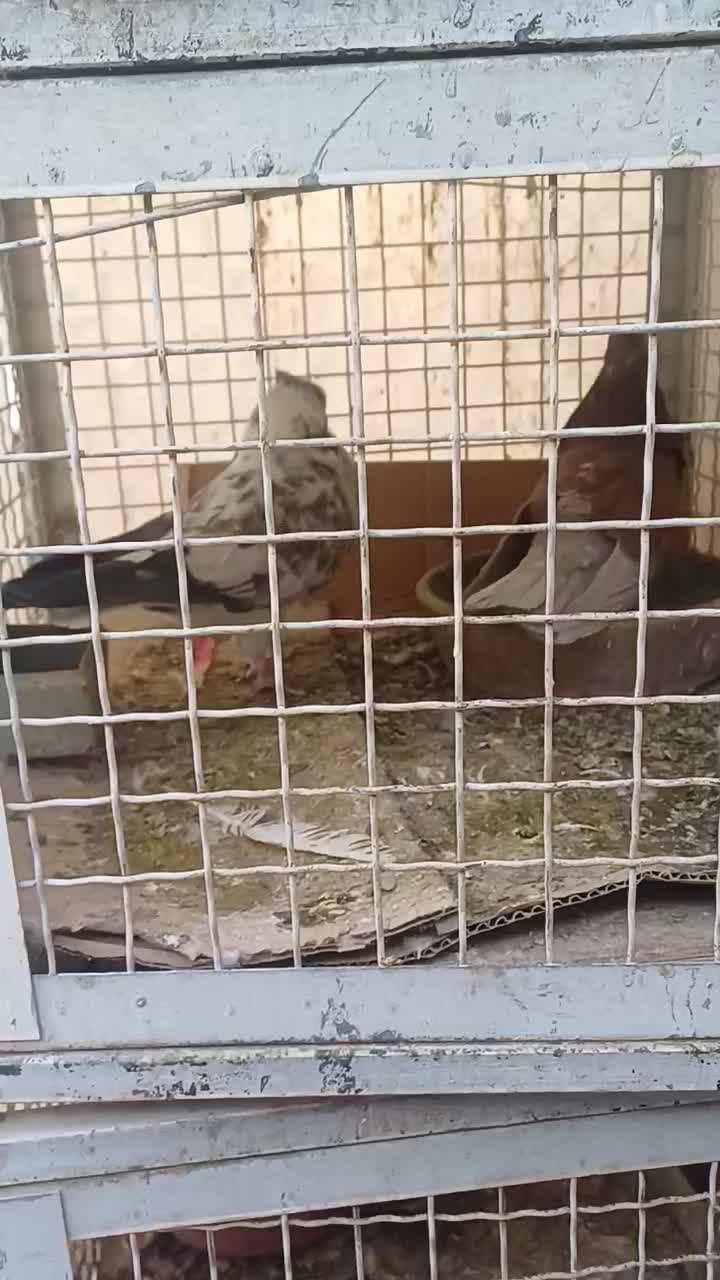 کبوترکفترنرماده شمرونی|پرنده|تهران, کیانشهر|دیوار