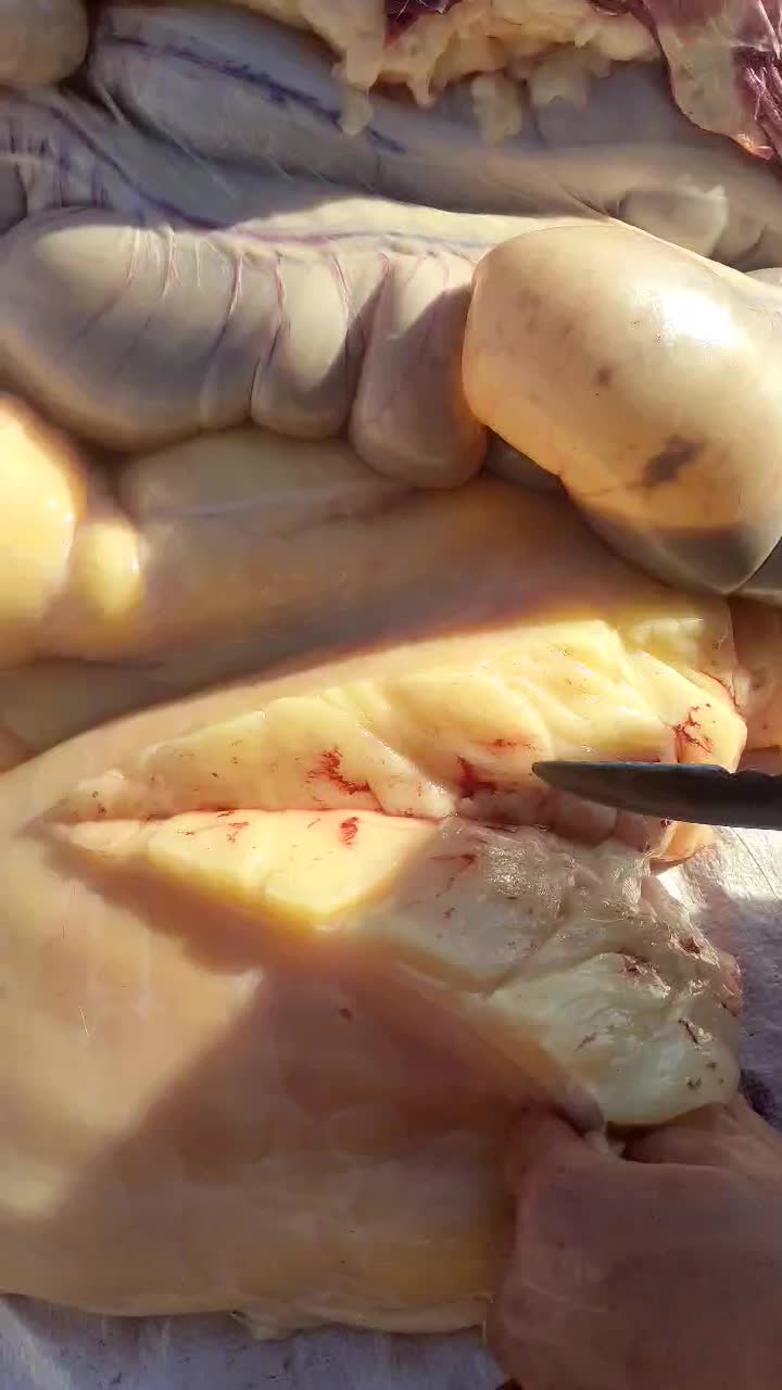 روغن خر،یاروغن الاغ|خوردنی و آشامیدنی|درمیان, |دیوار