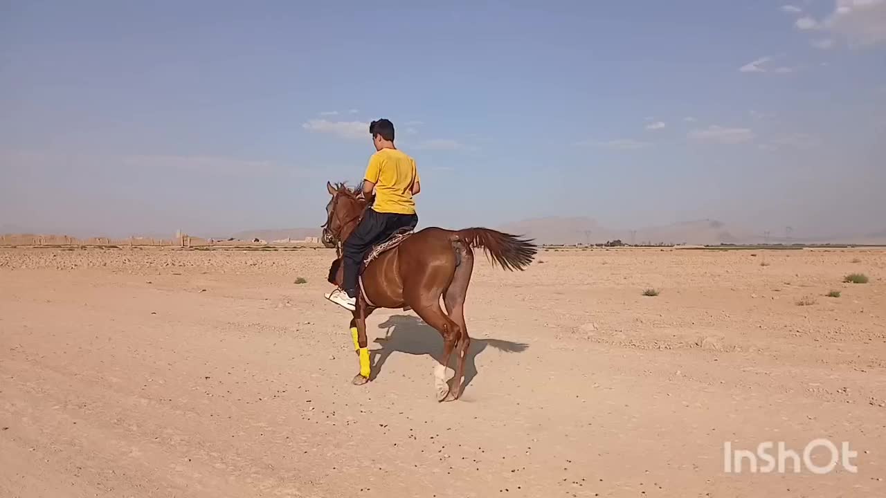 اسب مادیان|اسب و تجهیزات اسبسواری|معصومیه, |دیوار