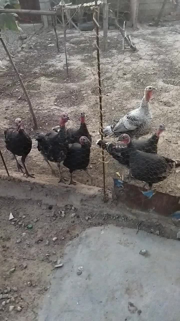 فروش بوقلمون|حیوانات مزرعه|گنبد کاووس, |دیوار