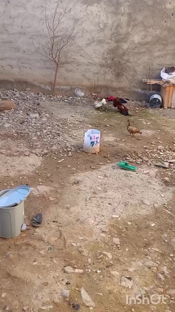 خروس|حیوانات مزرعه|شیروان (خراسان), |دیوار