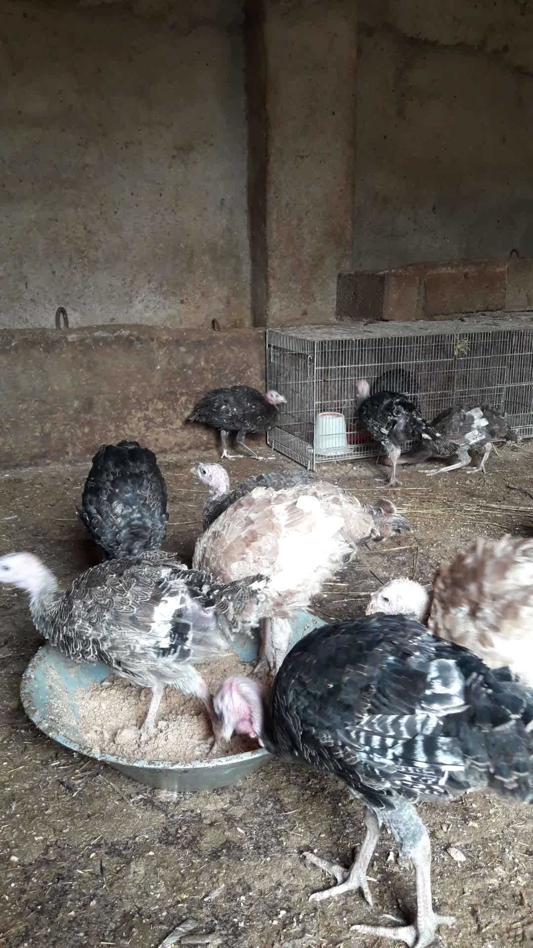 بوقلمون محلی صومعه سرااصیل نیمچه نرماده ضیابر جوجه|حیوانات مزرعه|رشت, سعدی (تختی)|دیوار