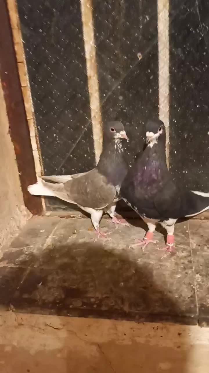 کبوتر شهری|پرنده|طسوج, |دیوار