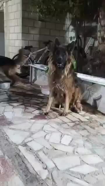 سگ ژرمن شولاین|سگ|بم, |دیوار