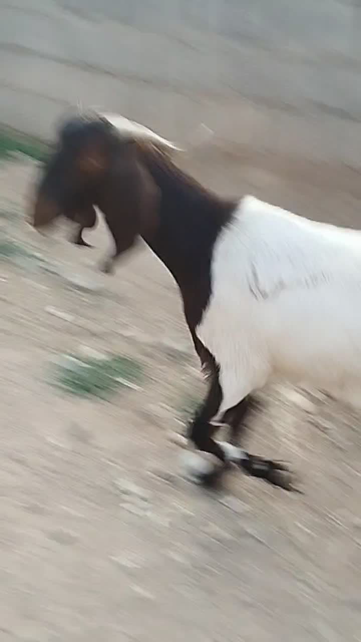 چهار عدد کولار پاکستانی یک ساله آبستن ضمانتی|حیوانات مزرعه|ملکآباد, |دیوار