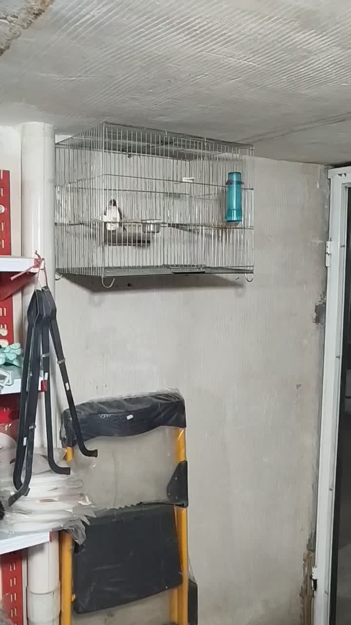 سهره نریک ساله دهن باغی|پرنده|سقز, |دیوار