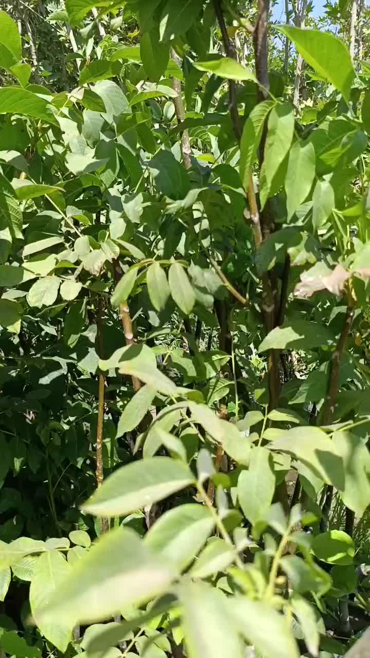 نهال ژن وتیپ خوشه ای گردو سطلی همین الان بارداره|خدمات باغبانی و درختکاری|شیراز, سایت اداری|دیوار