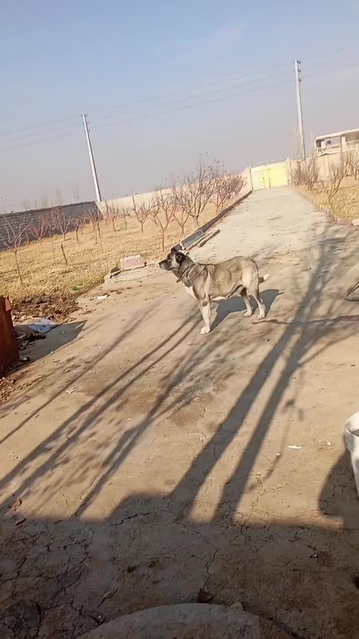 سگ سرابی ماده|سگ|باسمنج, |دیوار