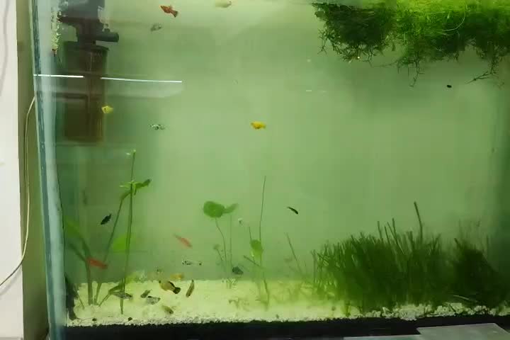 بار جدید ماهی رسید|ماهی|بیرجند, |دیوار