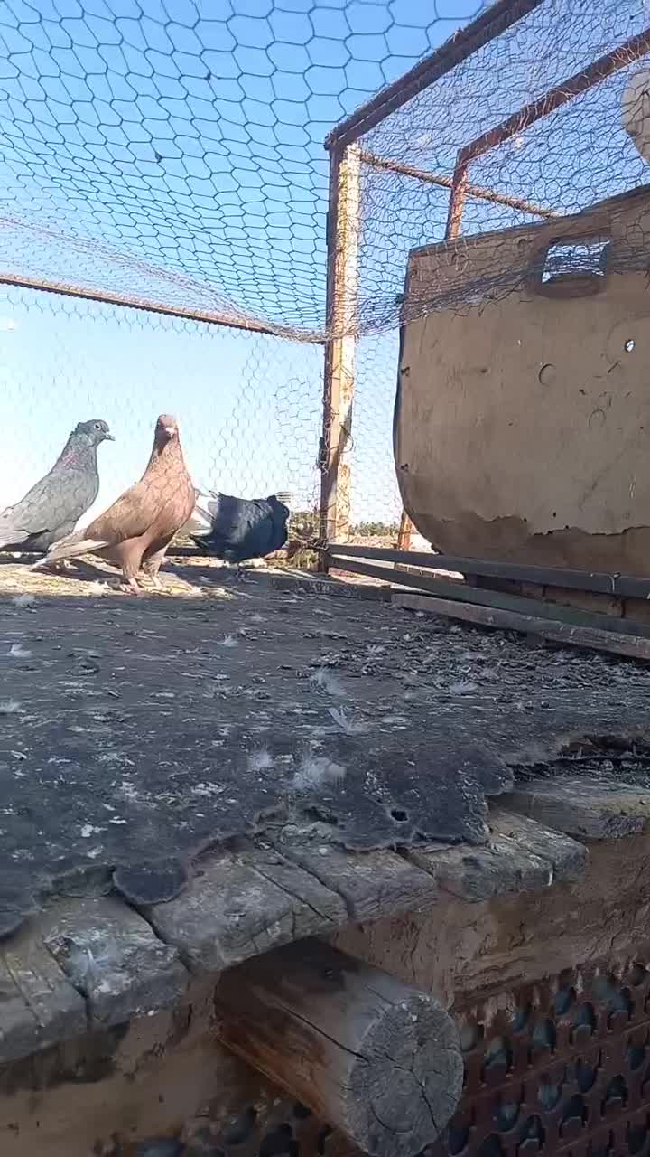 چند تا رنگه المانی|پرنده|تربت‌حیدریه, آسایش|دیوار