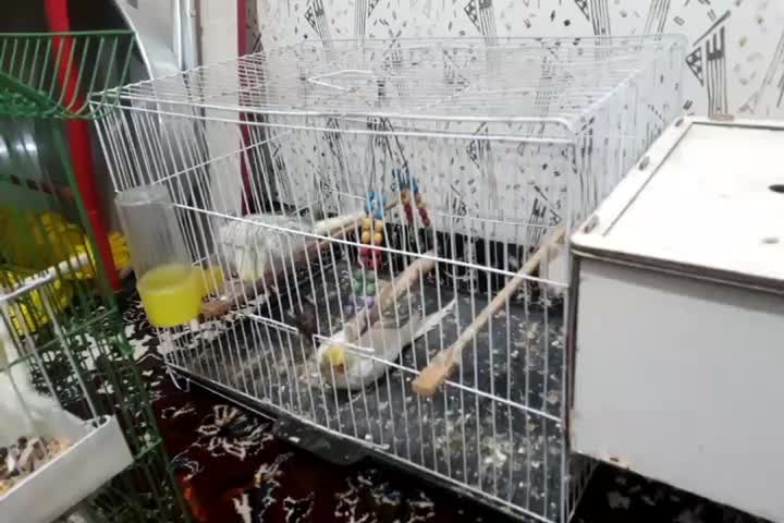 عروسی هلندی مولد|پرنده|بجنورد, |دیوار