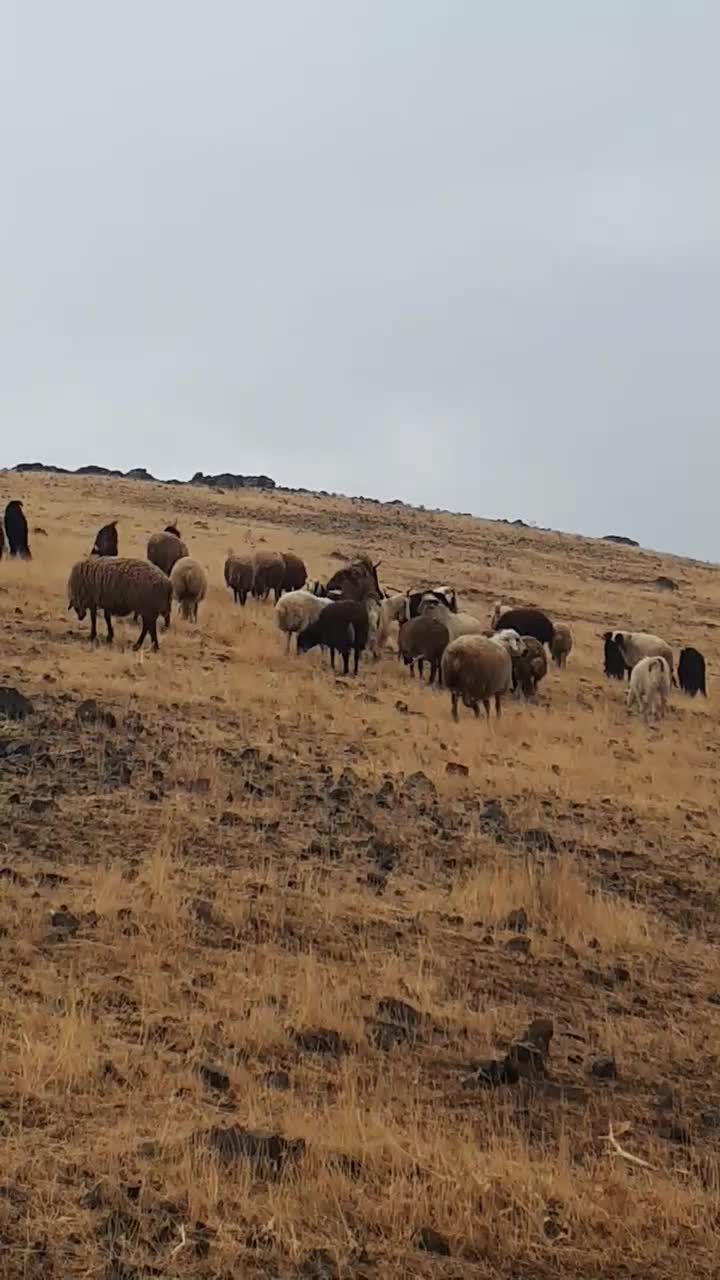 بزنر پاکستانی دوقلوزا پلنکی|حیوانات مزرعه|کرمانشاه, |دیوار