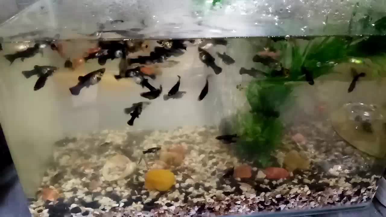 دوتا اکواریوم با ماهی های نژاد دار|ماهی|گرگان, |دیوار