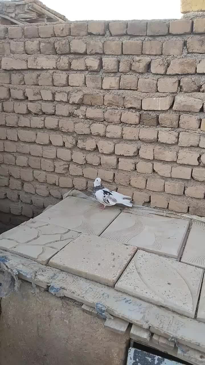 کبوتر|پرنده|سلطانیه, |دیوار