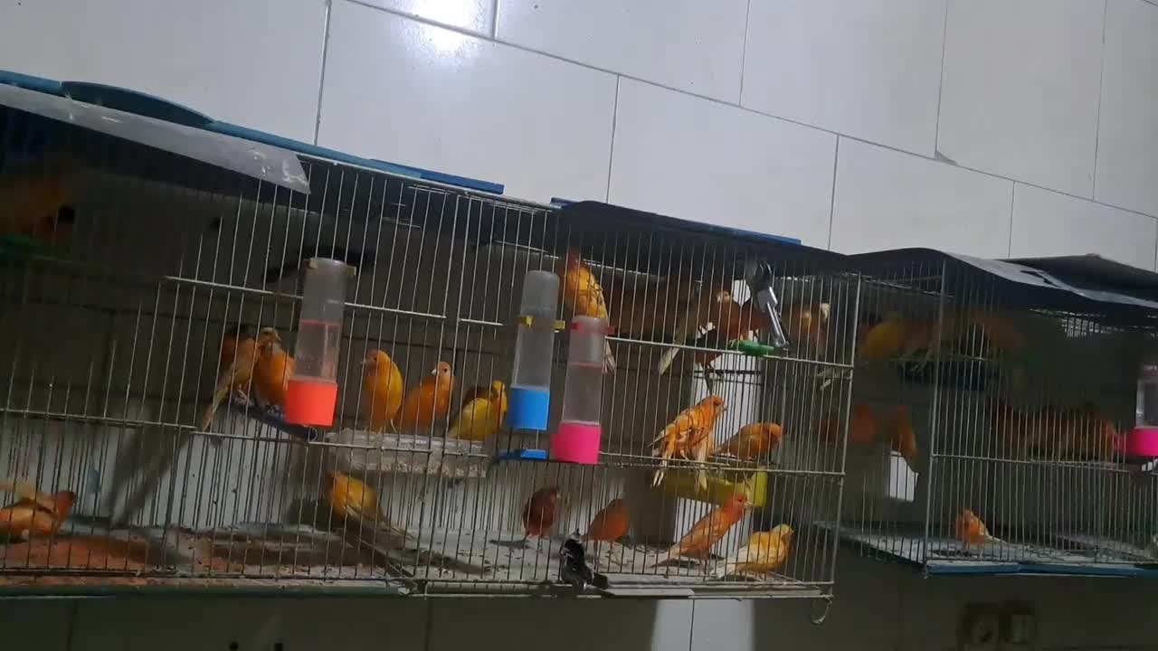 قناری  نر  و ماده|پرنده|فولادشهر, فولادشهر|دیوار