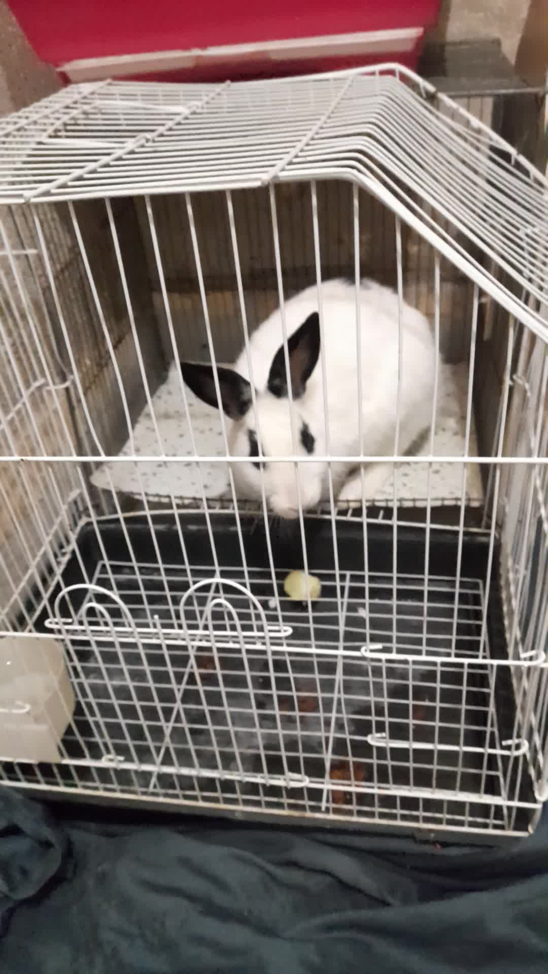 فروش|موش و خرگوش|کرج, خرمدشت|دیوار